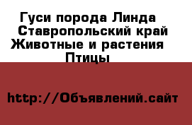 Гуси порода Линда - Ставропольский край Животные и растения » Птицы   